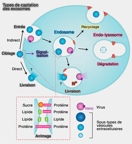 Titre : Le Mythe Des Exosomes Dévoilé