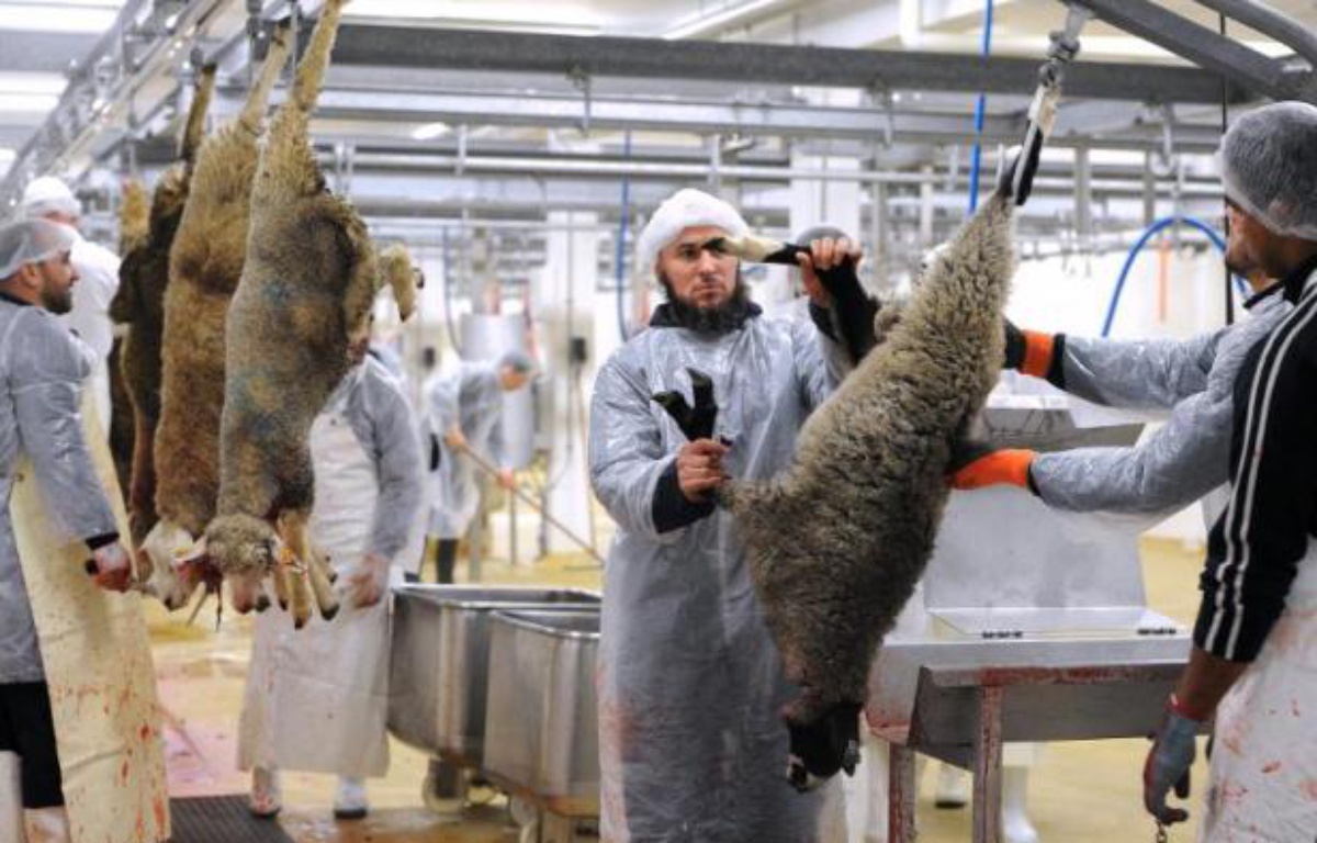 Le silence absolu sur l’abattage cruel des animaux durant l’Aïd el-Kebir en France