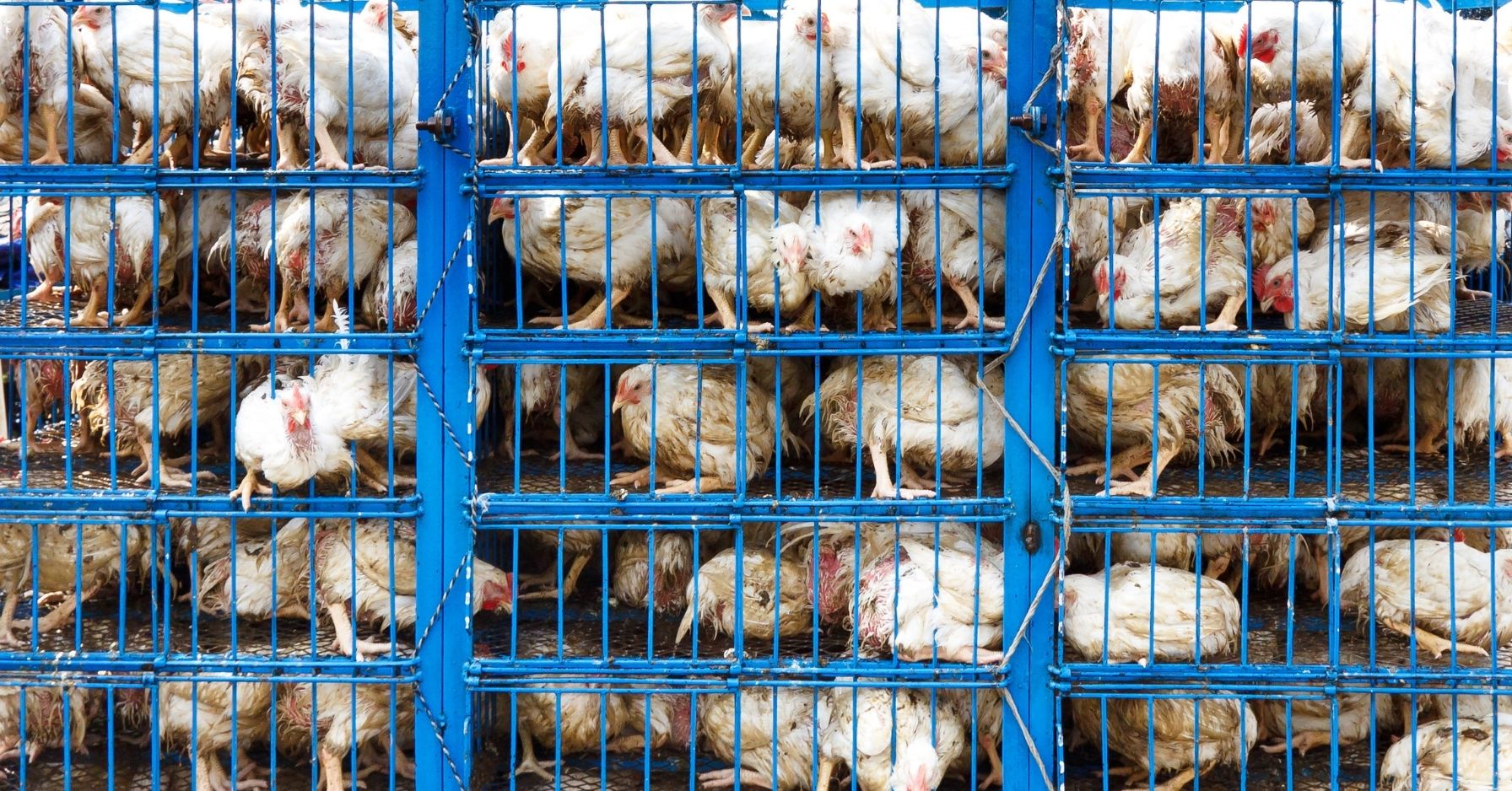 La Suisse impose une étiquette obligatoire sur la souffrance animale dans les produits alimentaires